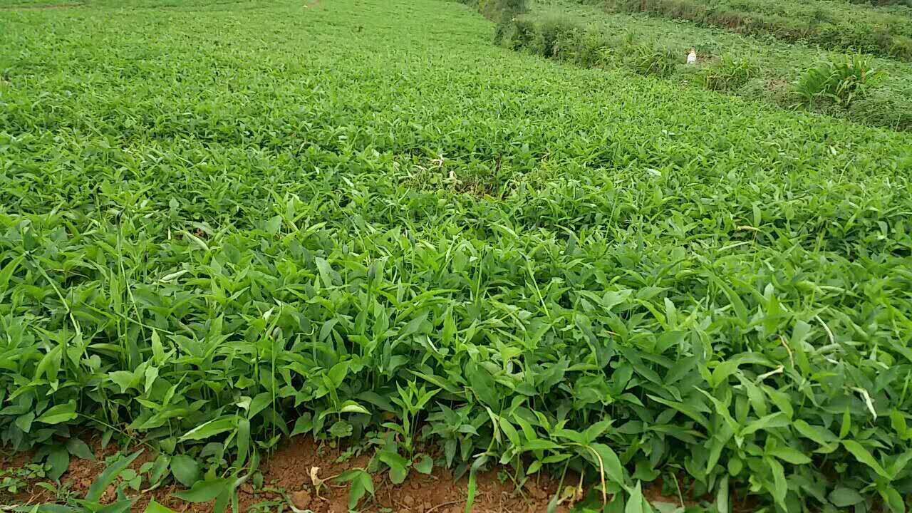 貴州半夏基地半夏長勢情況7月15號拍攝
