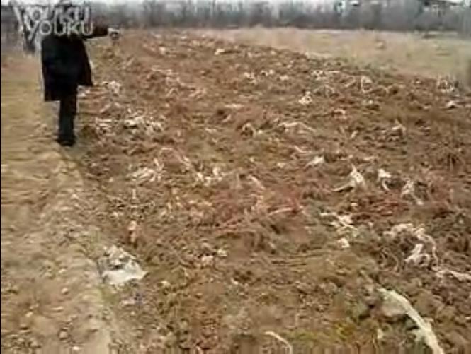 中藥材丹參收獲機