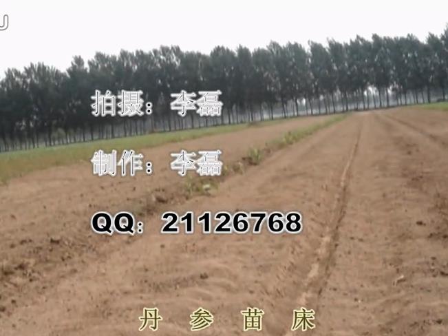 丹參育苗技術 丹參種子 丹參種苗