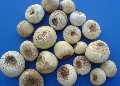 半夏干貨加工，晾曬