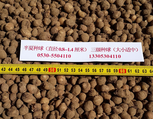  旱半夏三級種球（大小適中）