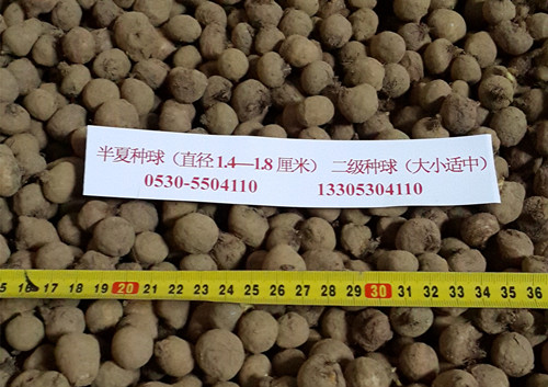  旱半夏二級種球（大小適中）