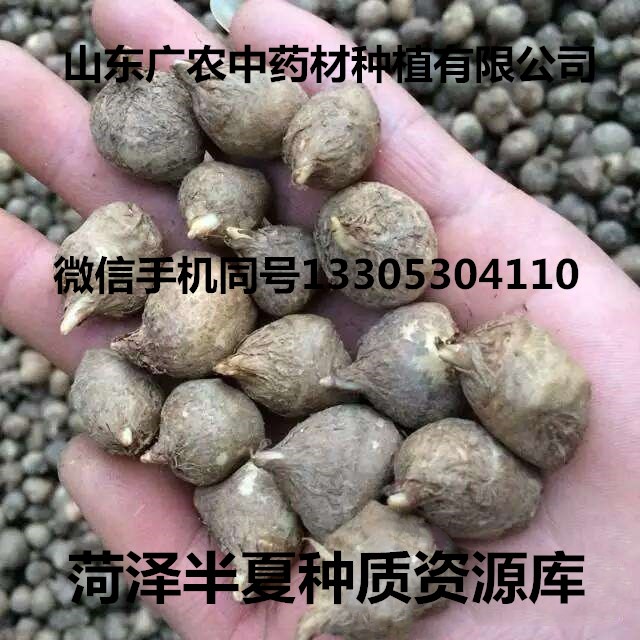  旱半夏一級種球（長勢強壯）