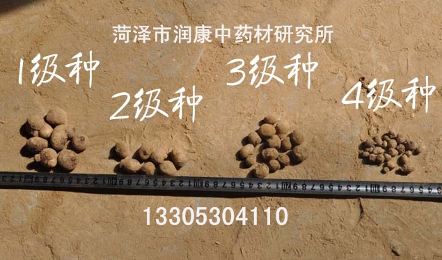 旱半夏冬季管理要點