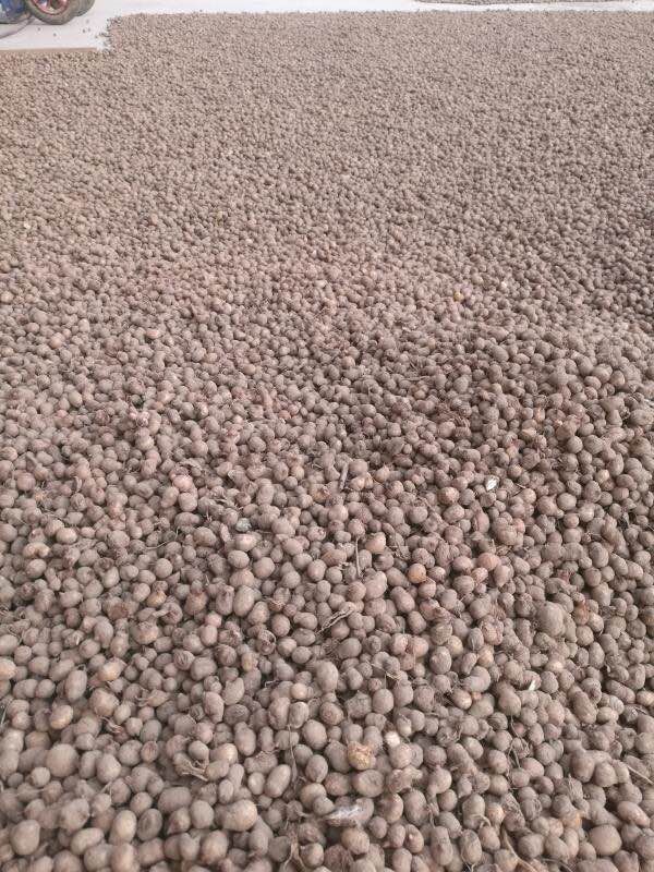 經過包衣處理好的半夏種子