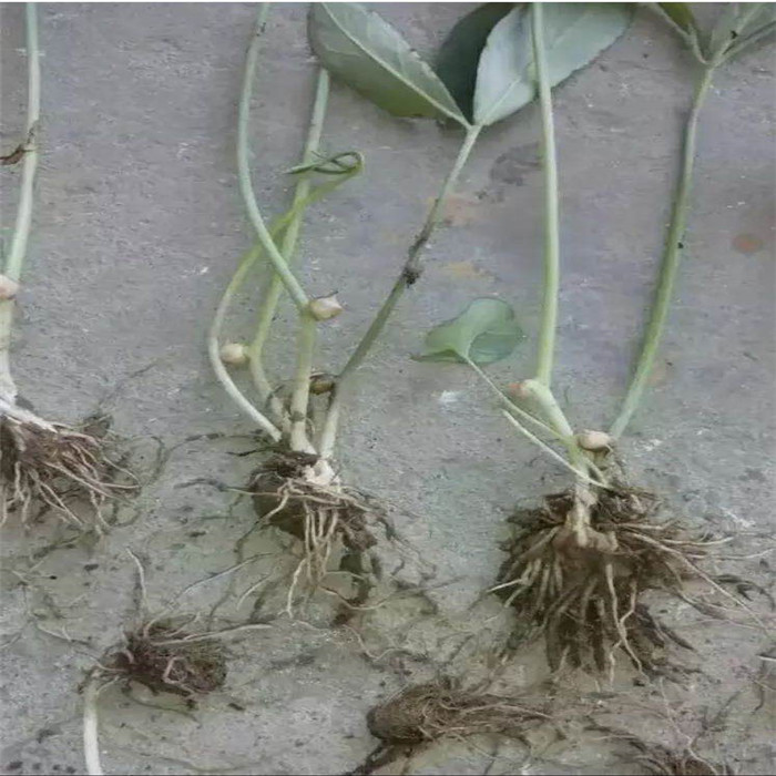 一畝地半夏要投資和收入多少錢？