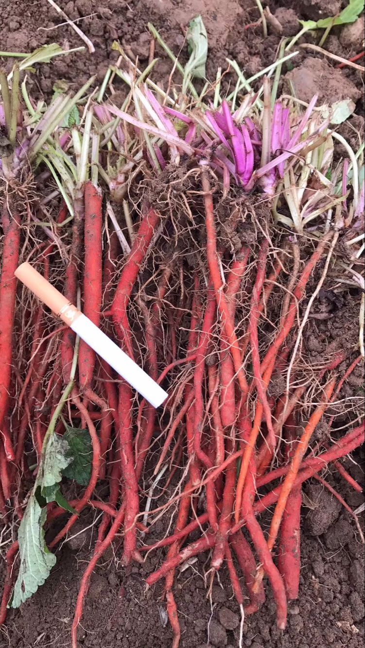 批發選育丹參種苗